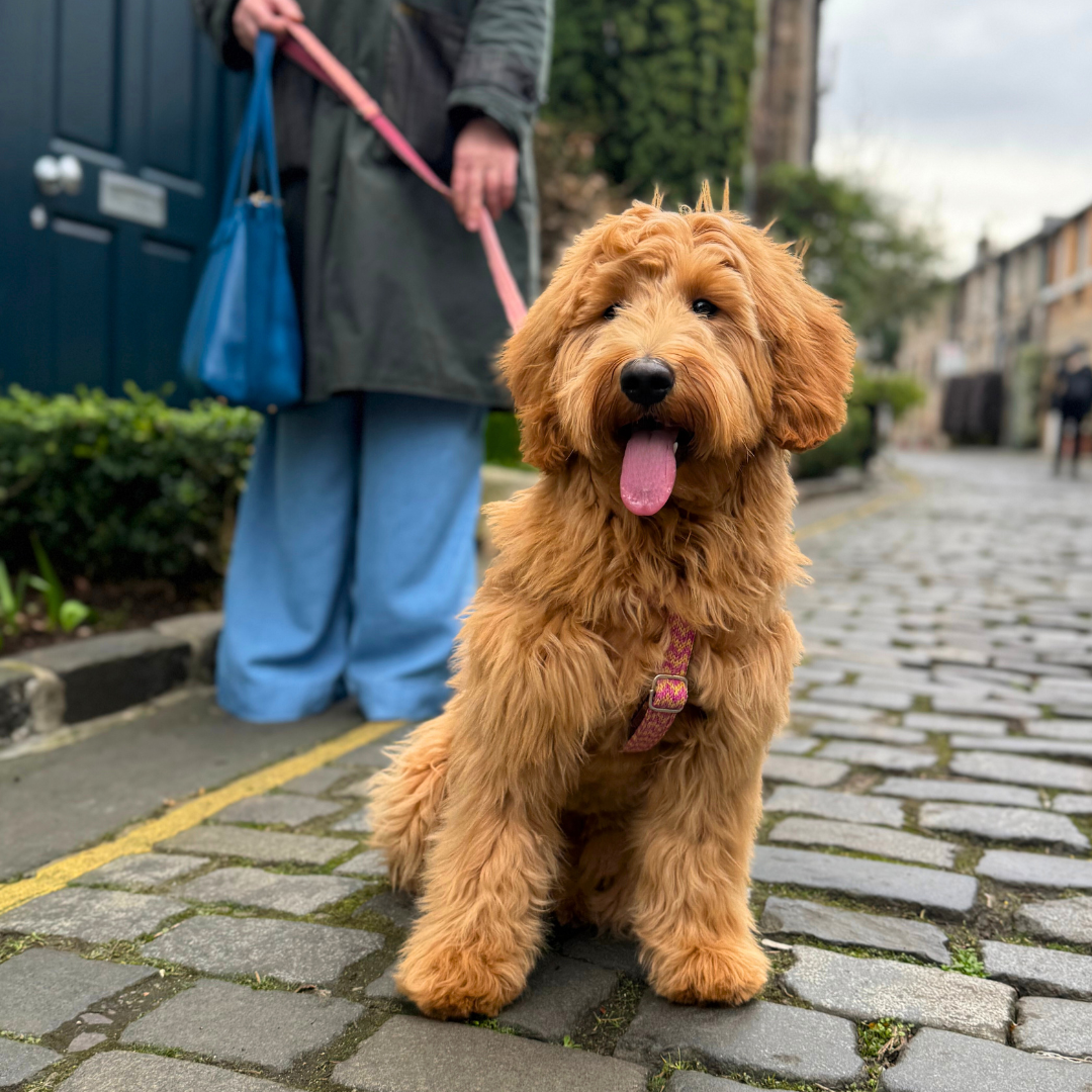Peachy Punch - Bonbon Collection - Luxury Dog Harness