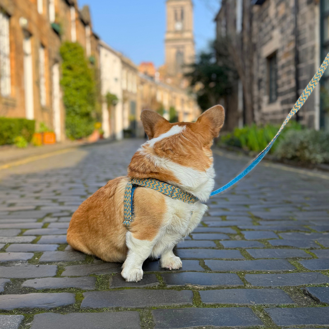 Blue Sherbet - Bonbon Collection - Luxury Dog Harness