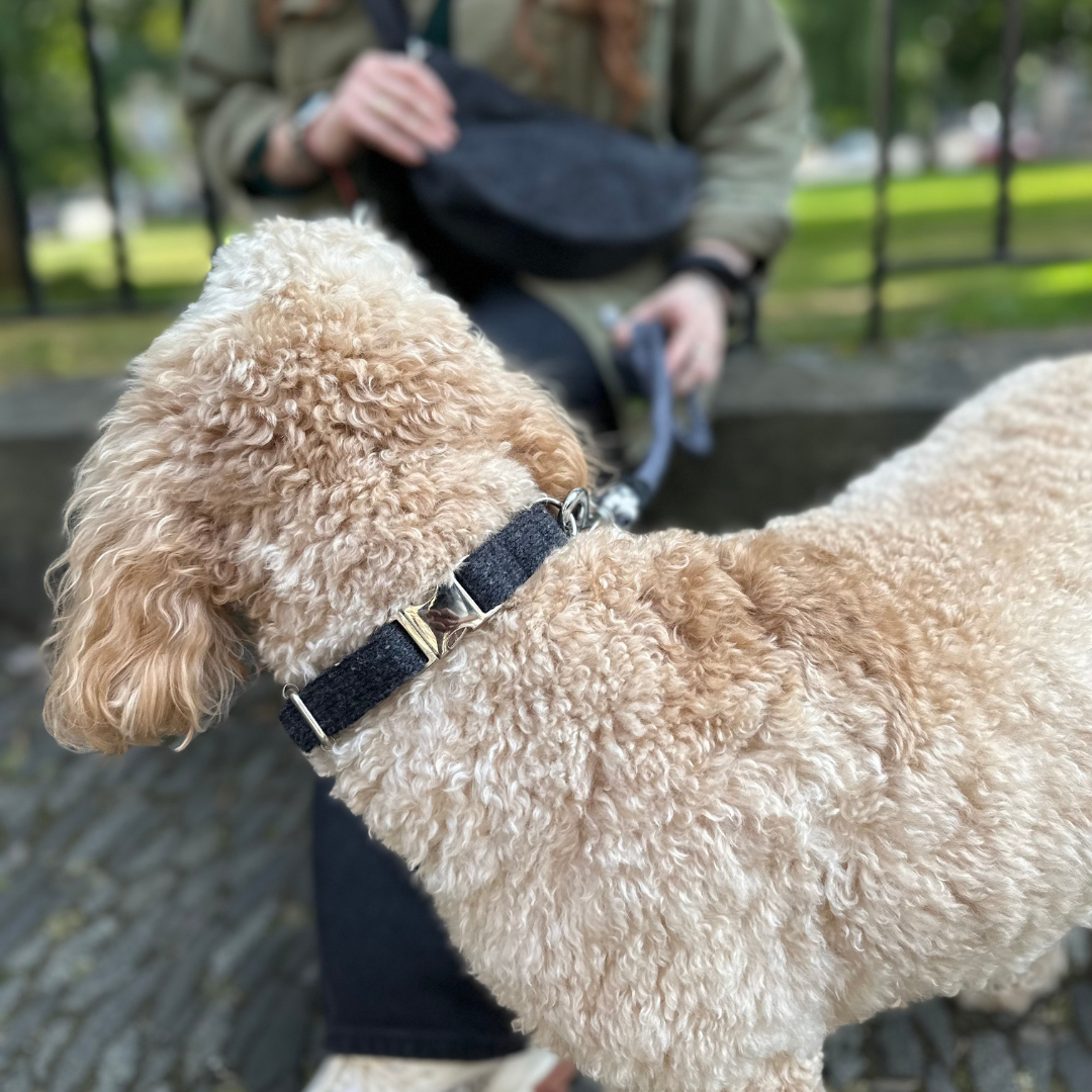 Charcoal - Autumn/Winter '23 Collection - Luxury Dog Collar