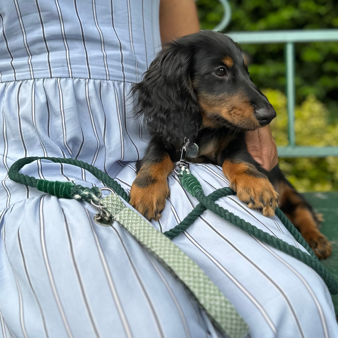 Green & Dove - Harris Design - Luxury Dog Collar