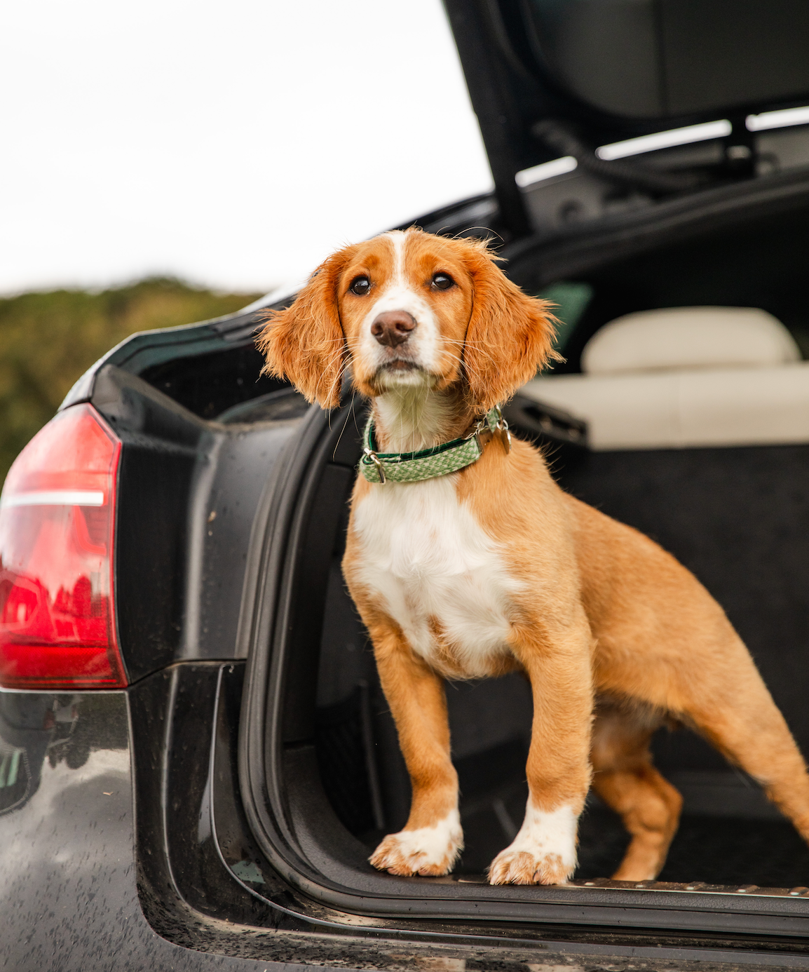 Green & Dove - Harris Design - Luxury Dog Collar