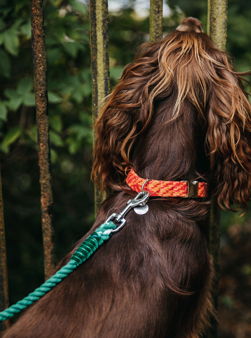 Rosehip & Orange - Fell Design - Handmade Dog Collar