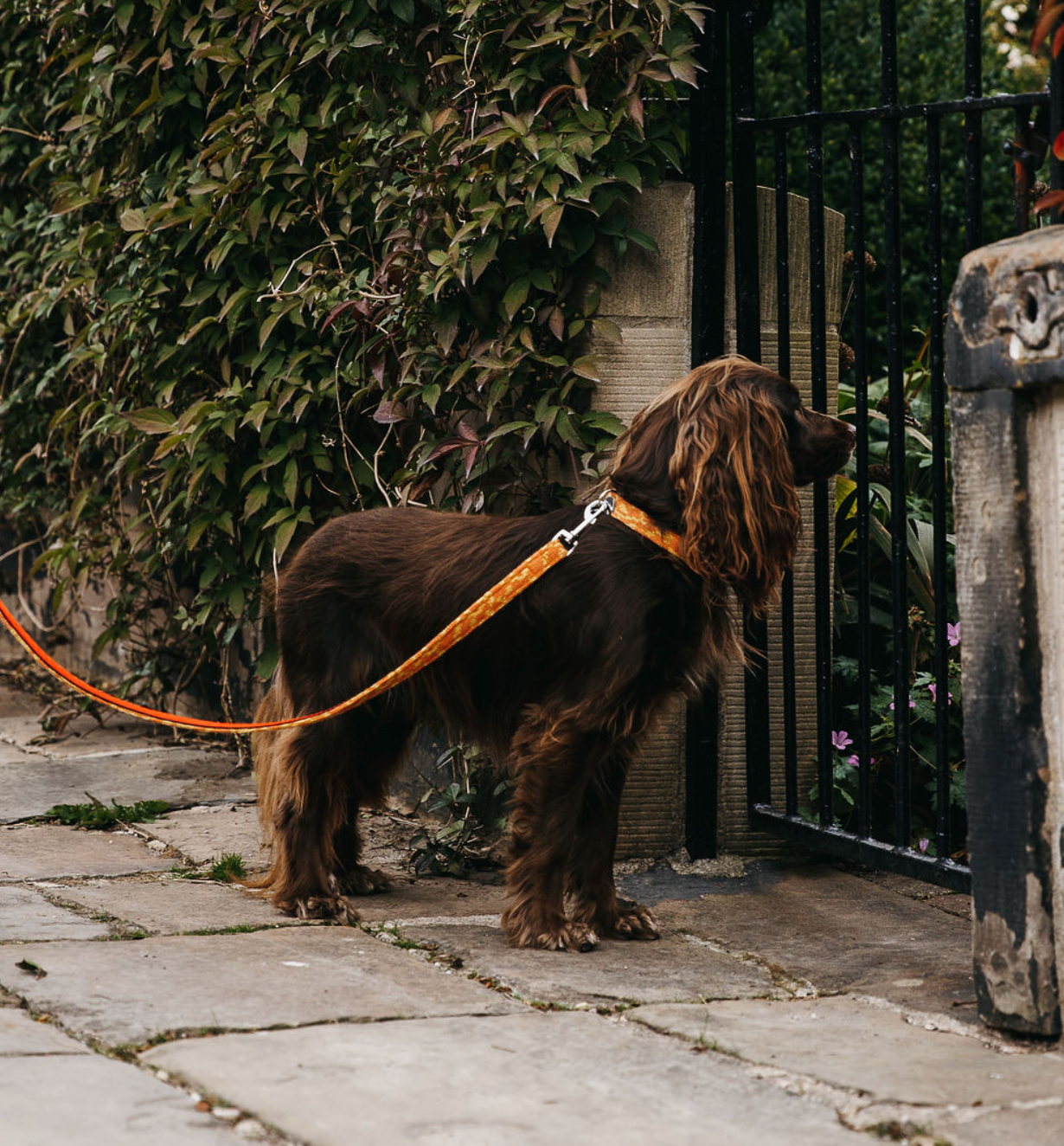 Orange & Yellow - Vine Design - Handmade Dog Collar