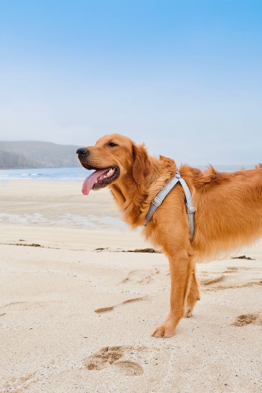 Ice Blue & Dove - Harris Design - Luxury Dog Harness