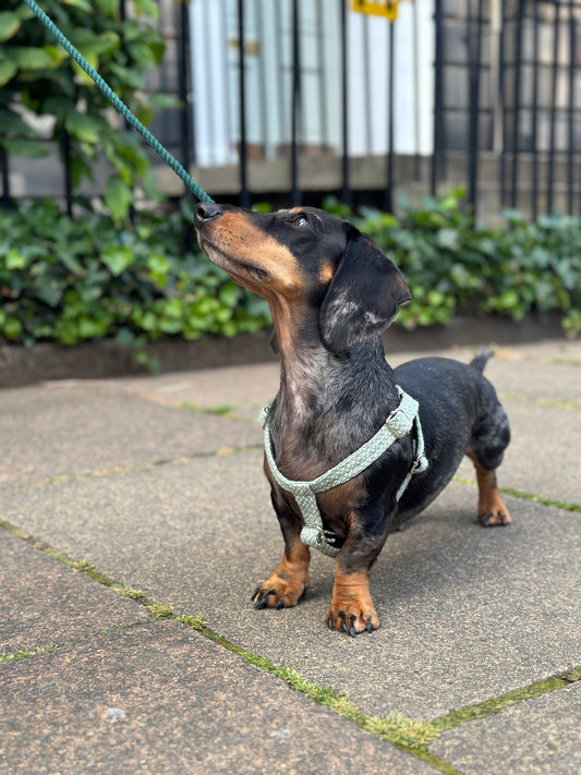 3 Steps - How to train your dog to wear a harness