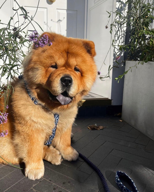 How to Groom an Anxious Dog