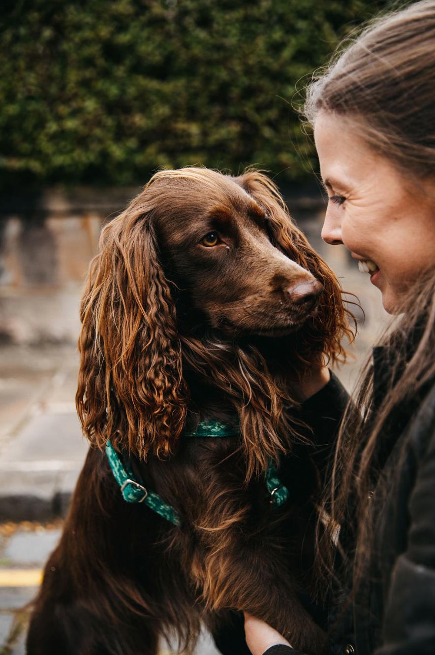 How to: Groom an Anxious Dog