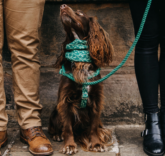 3 Keys to Effective Dog Training