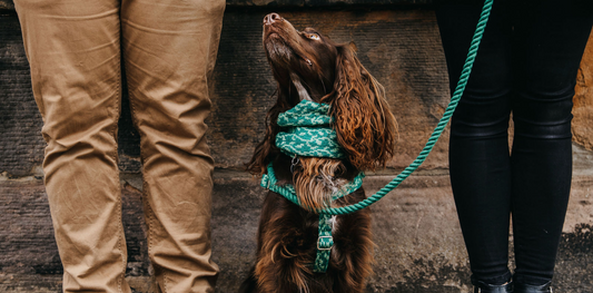 Dealing With Separation in Dog | 5 Pro Tips