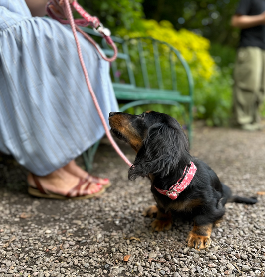 Pups and Pollen - 6 Easy Ways to hep your dog