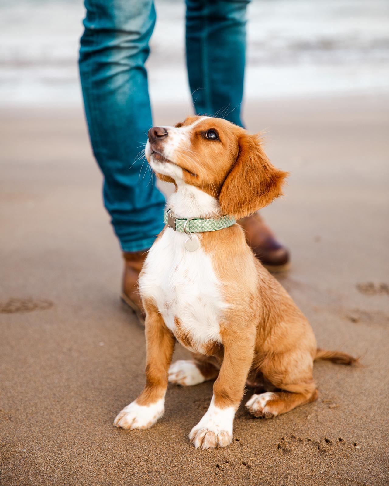 Tan & white spaniel puppy sitting on the beach looking up the left of the shot at its owner. Mans legs in jeans behind and the puppy is wearing a green collar. 