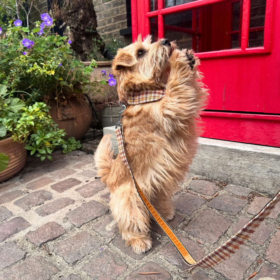 The Atholl Design - Luxury Dog Collar - Glenlyon Collection