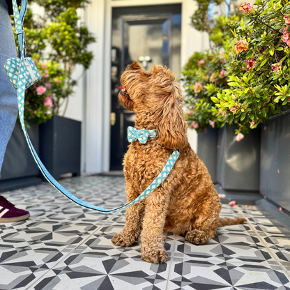 Bluebell - Polkadot Collection - Luxury Dog Collar