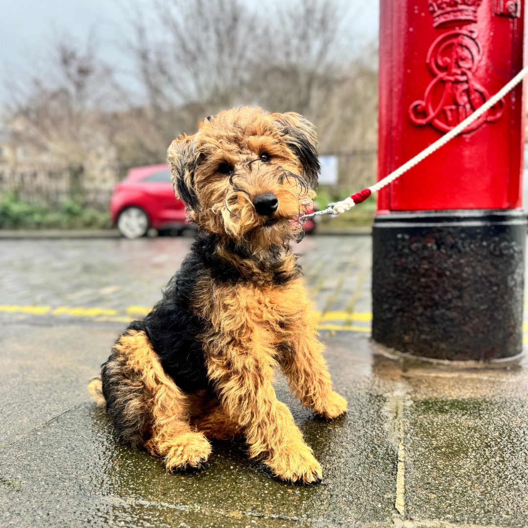 A Bond Like No Other - Rope Dog Lead