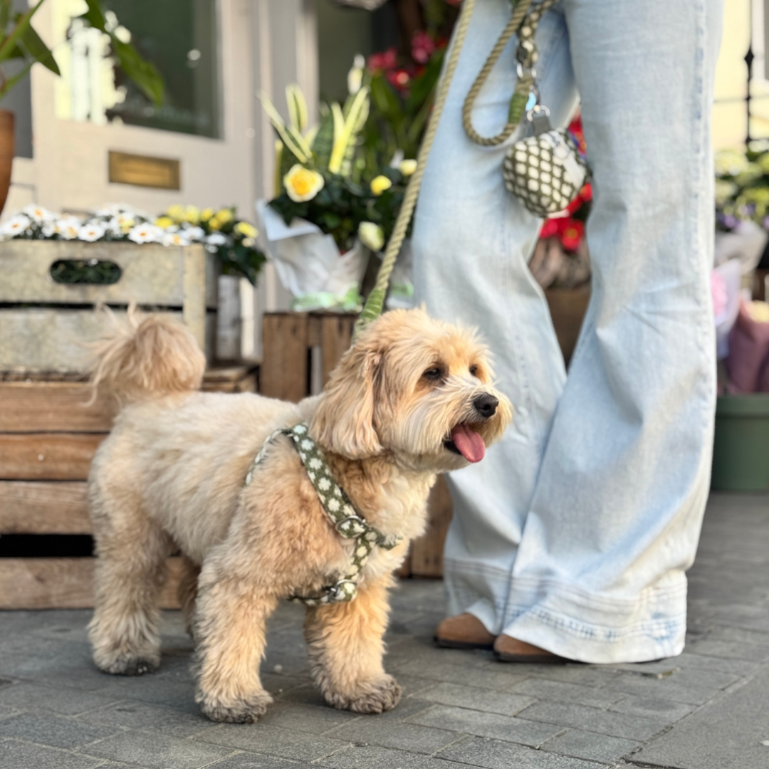 Fern - Polkadot Collection - Luxury Dog Harness