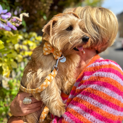 Marigold - Polkadot Collection - Dog Bow Tie