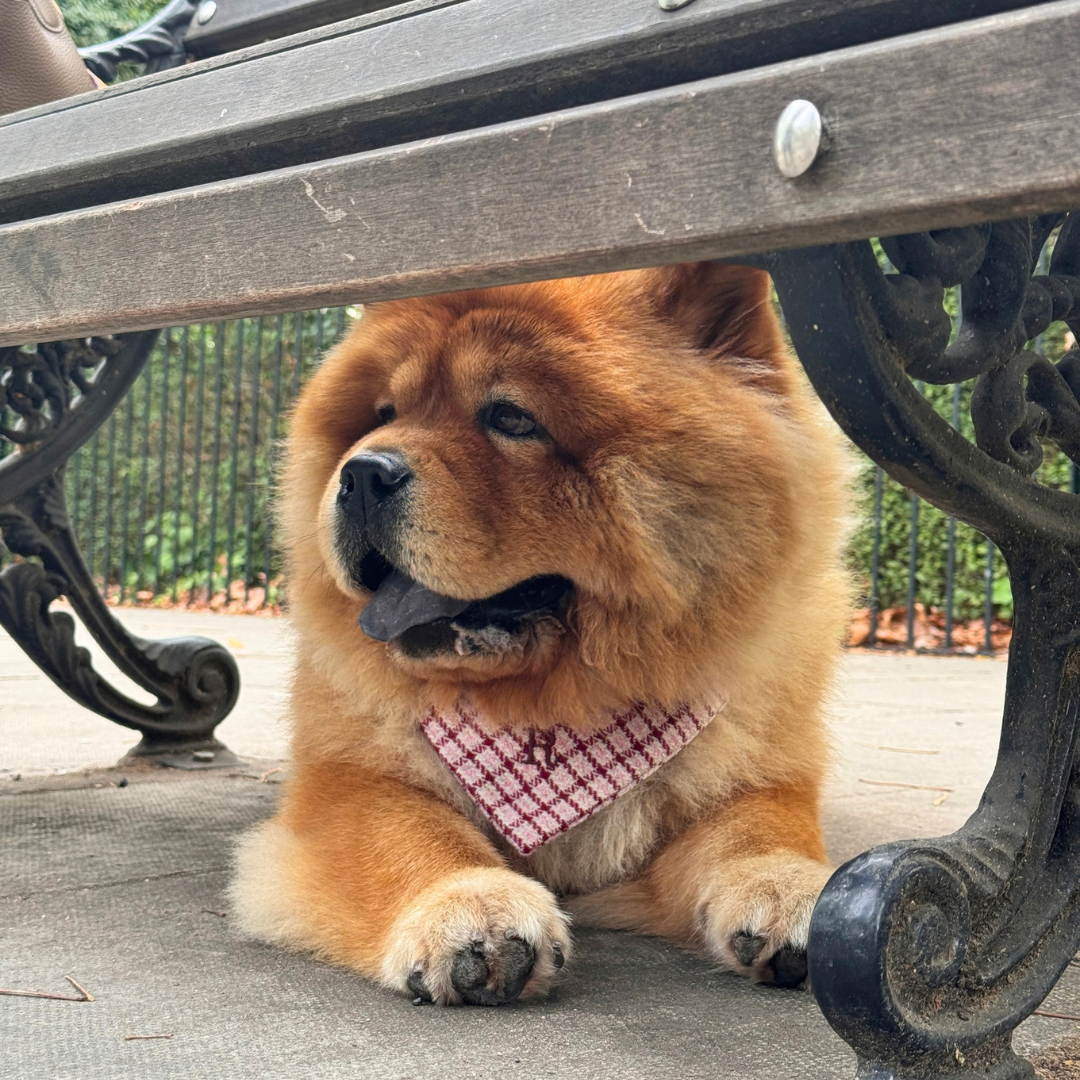 The Fearnan Design - Dog Bandana - Glenlyon Collection