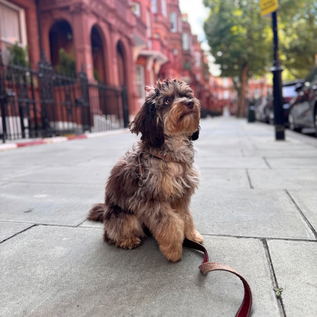 The Tummel Design - Luxury Dog Harness - Glenlyon Collection