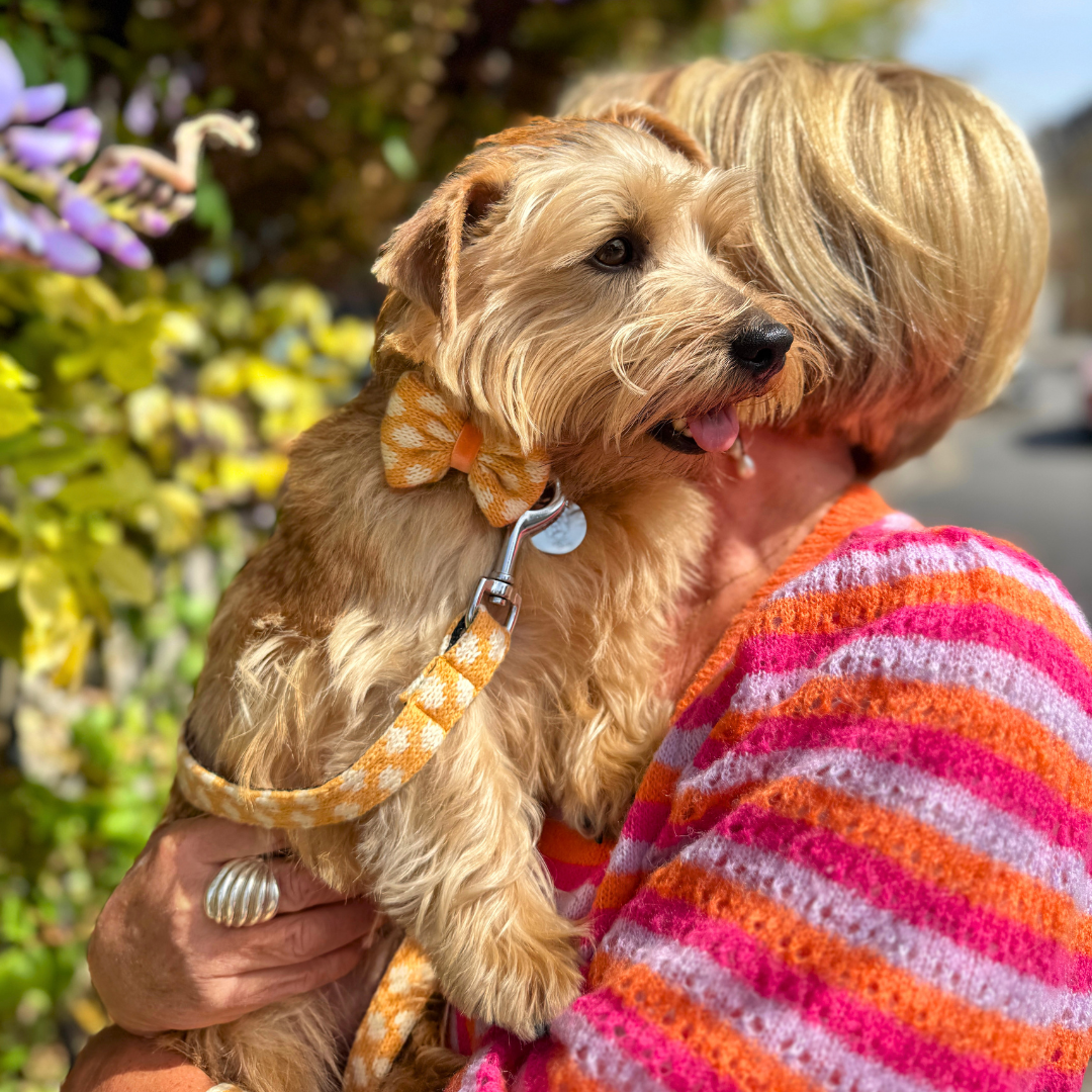 Marigold - Polkadot Collection - Luxury Dog Collar