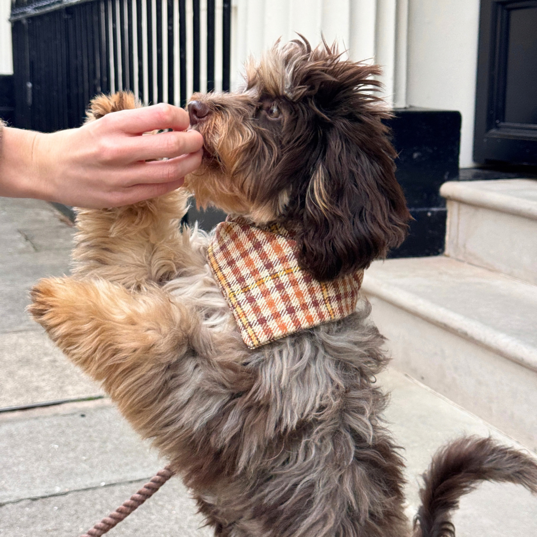 The Atholl Design - Dog Bandana - Glenlyon Collection