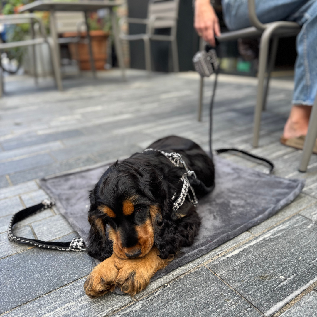 Soho - Houndstooth '25 Collection - Luxury Dog Harness