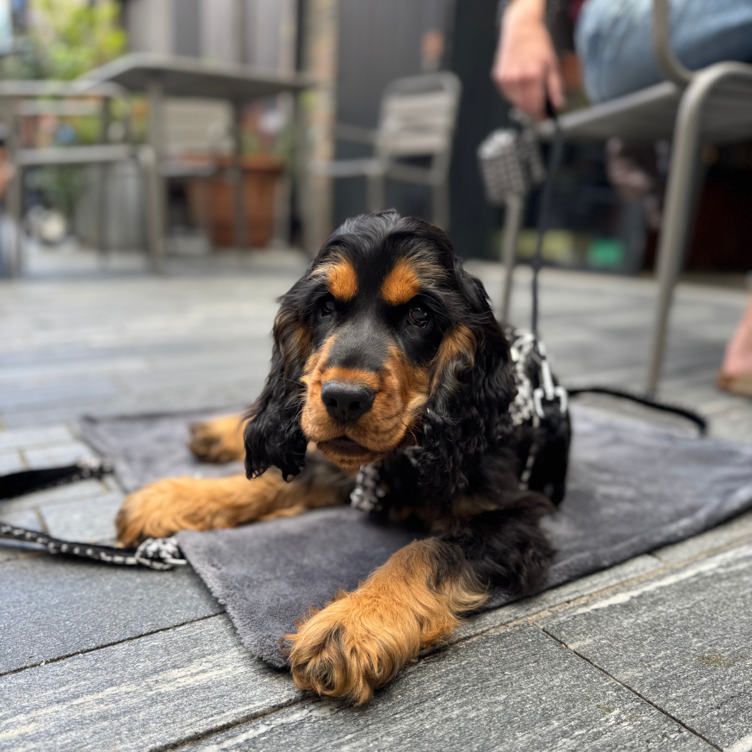 Soho - Houndstooth '25 Collection - Luxury Travel Mat
