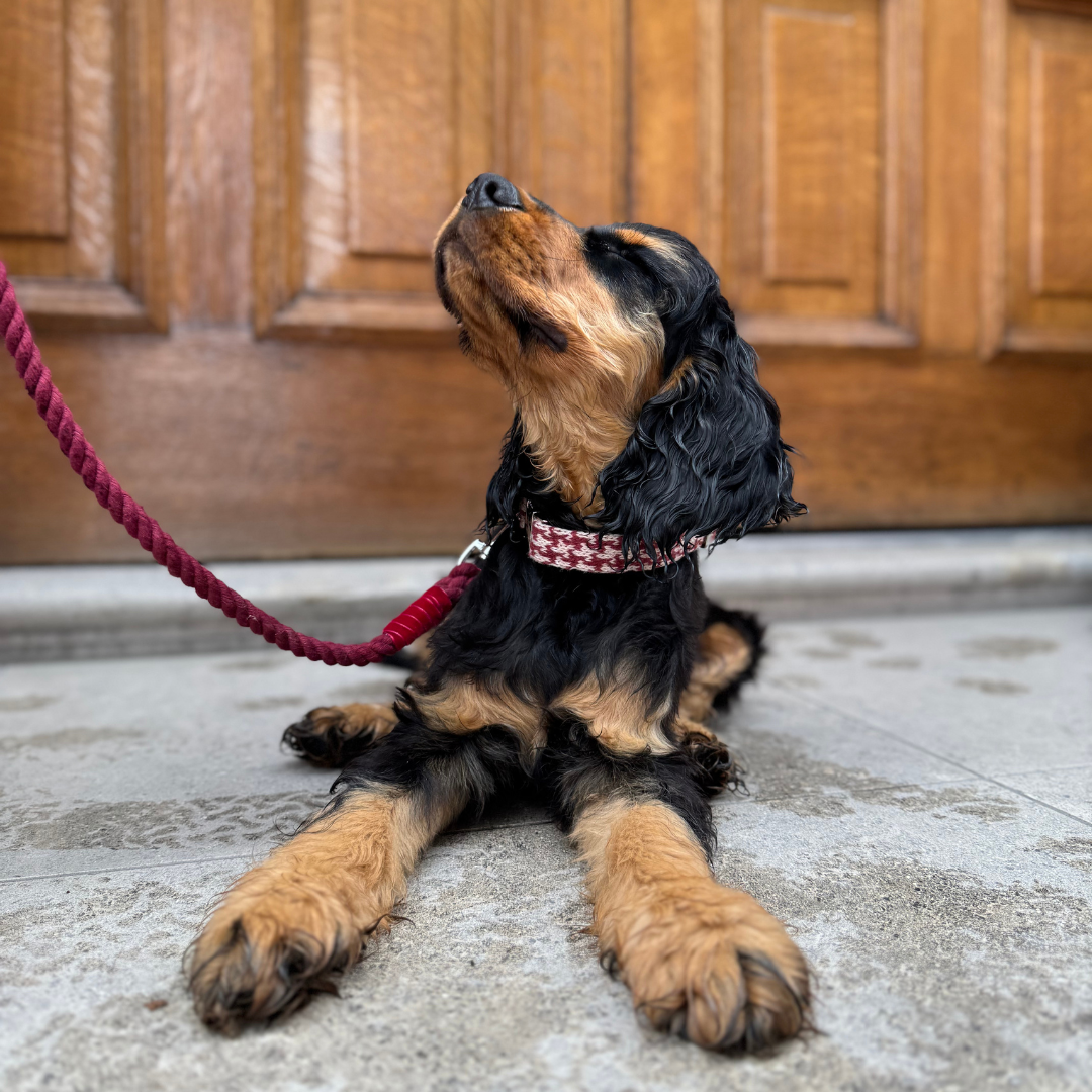Knightsbridge - Houndstooth '25 Collection - Puppy Pack