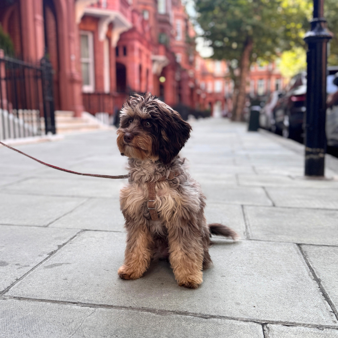 The Tummel Design - Luxury Dog Harness - Glenlyon Collection