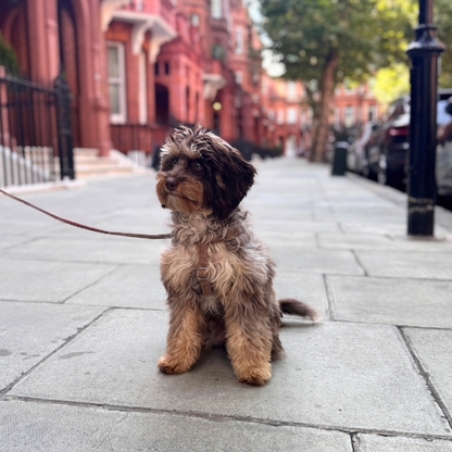 The Tummel Design - Luxury Dog Harness - Glenlyon Collection