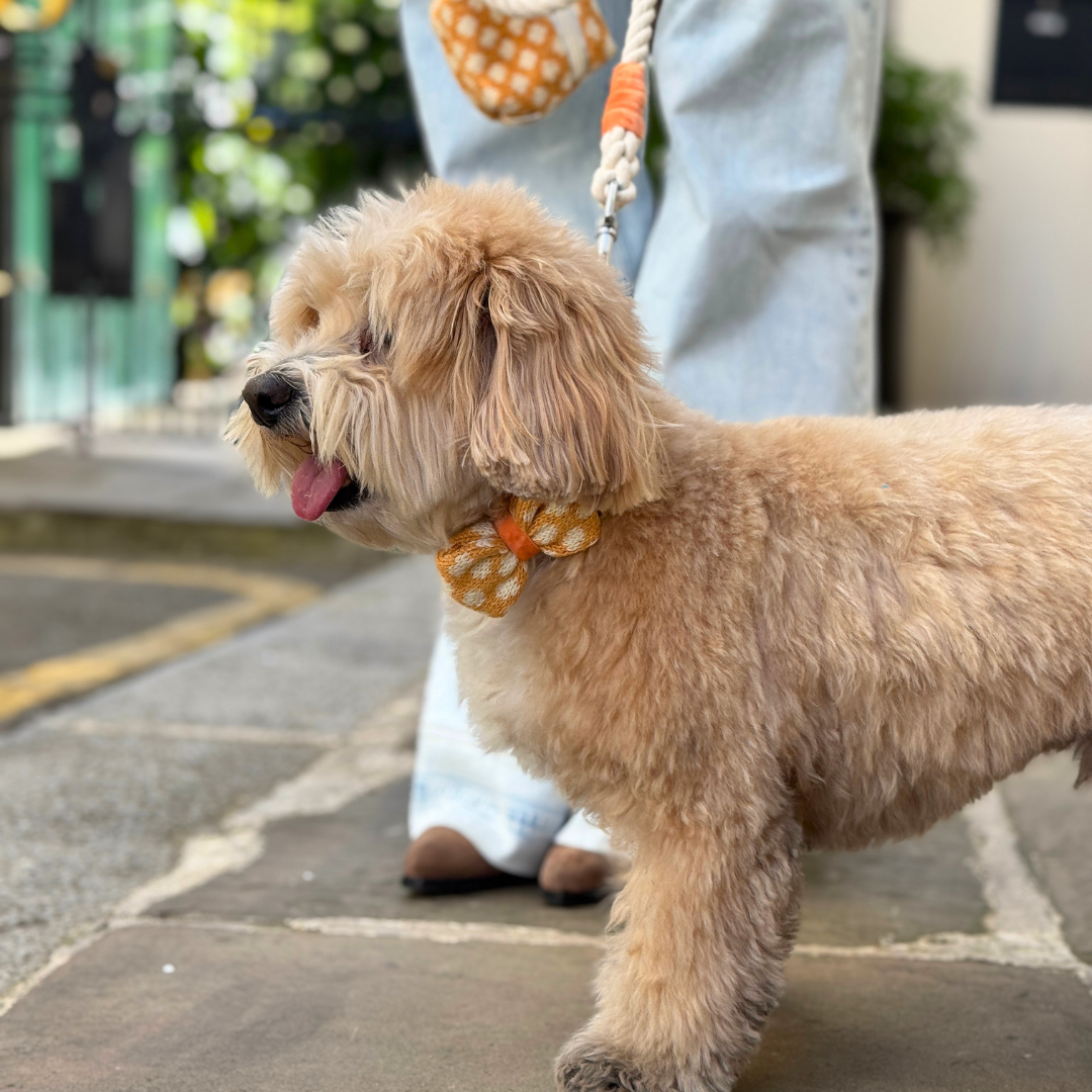Marigold - Polkadot Collection - Collar, Lead & Bow Tie Bundle
