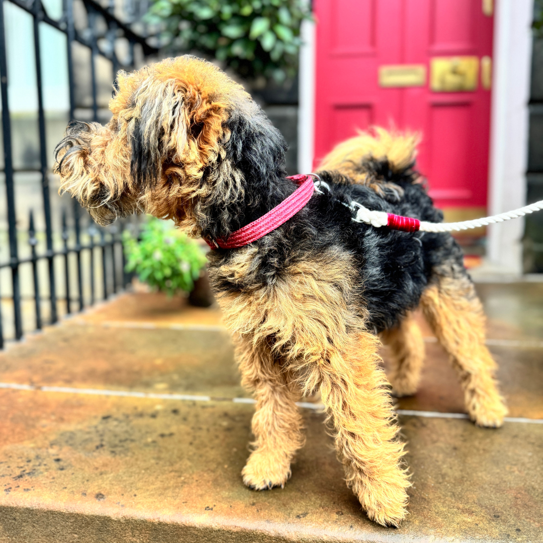 A Bond Like No Other - Rope Dog Lead