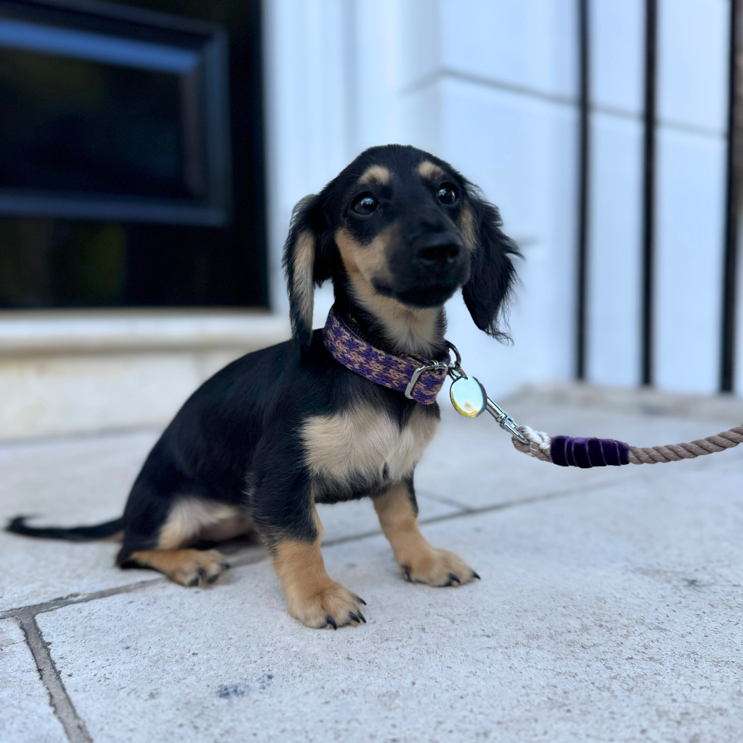 Kensington - Houndstooth '25 Collection - Puppy Pack