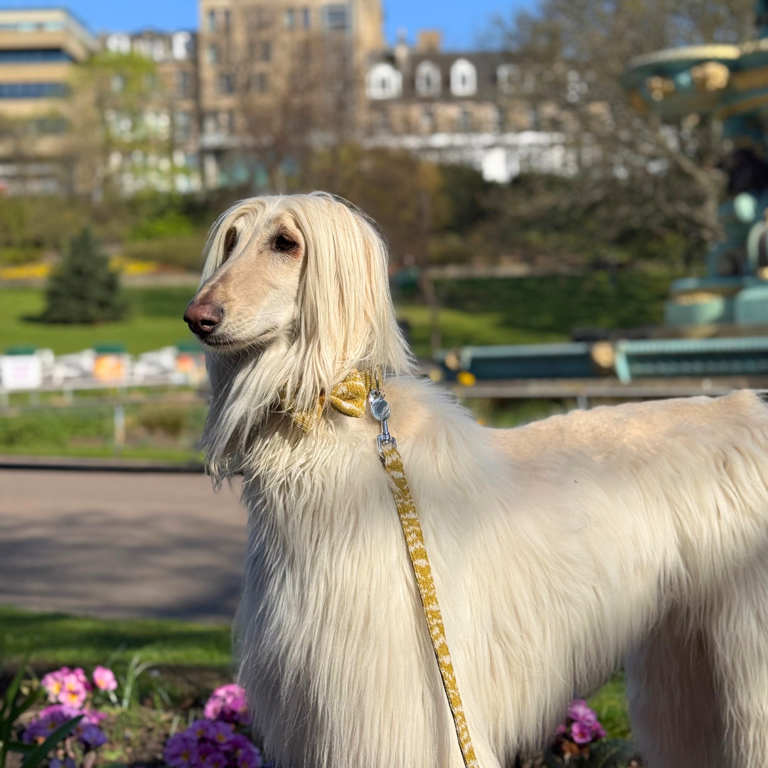 Ochre - SS25 Collection - Luxury Dog Lead