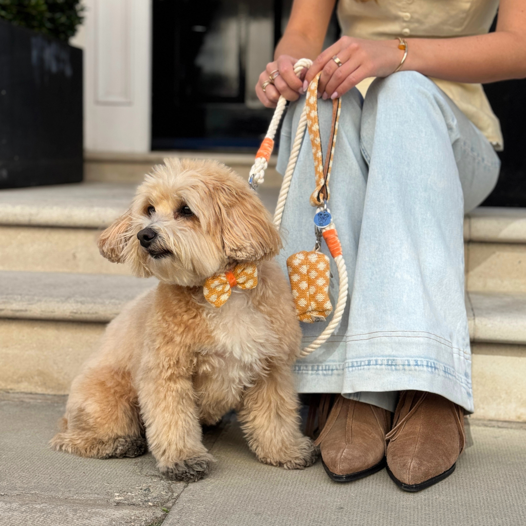 Marigold - Polkadot Collection - Luxury Dog Collar
