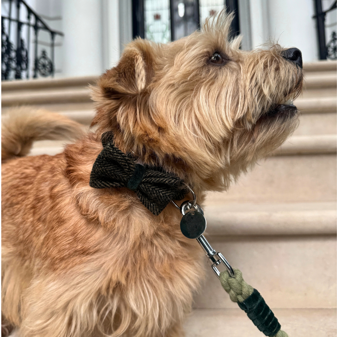 The Kenmore Design - Rope Dog Lead - Glenlyon Collection