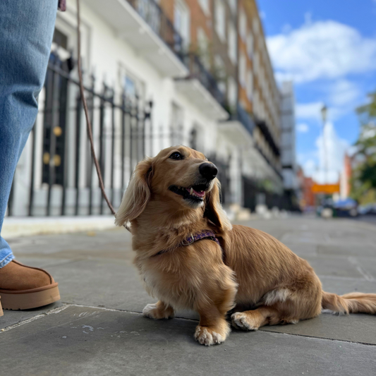 Kensington - Houndstooth Collection - Luxury Dog Harness