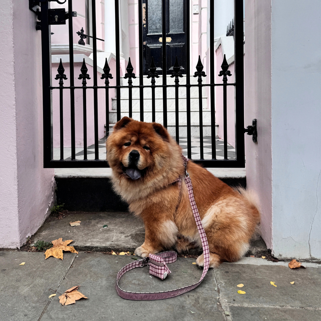 The Fearnan Design - Luxury Dog Harness - Glenlyon Collection