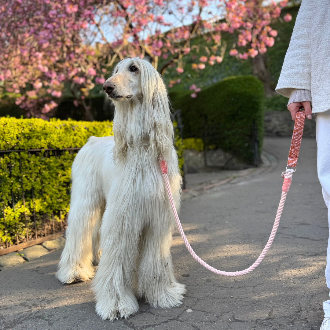Coral - SS25 Collection - Rope Dog Lead