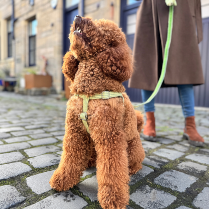 Pistachio - Tutti Collection - Luxury Dog Lead