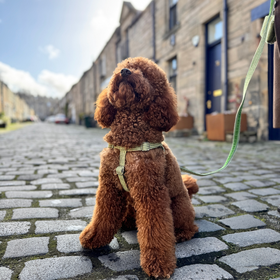 Pistachio - Tutti Collection - Luxury Dog Harness