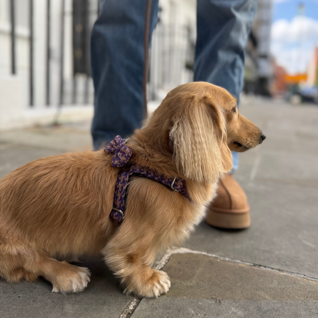 Kensington - Houndstooth '25 Collection - Luxury Dog Harness