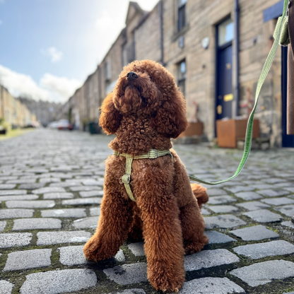 Pistachio - Tutti Collection - Luxury Dog Lead