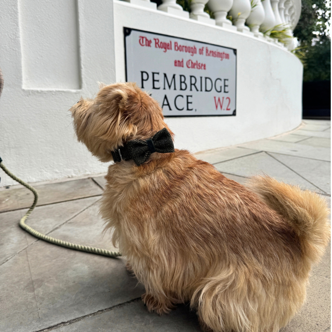 The Kenmore Design - Collar, Lead & Bow Tie Bundle - Glenlyon Collection