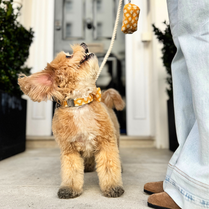 Marigold - Polkadot Collection - Luxury Dog Collar