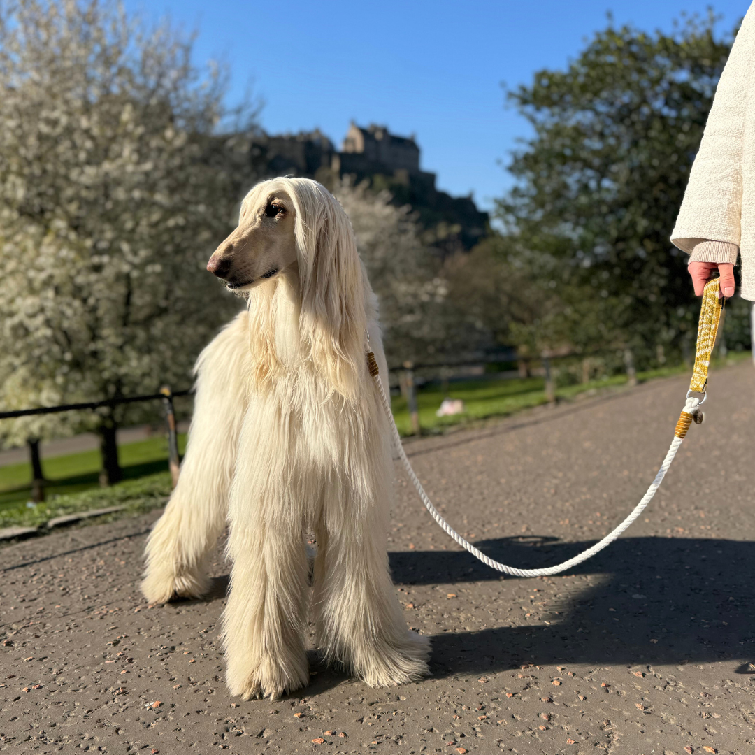 Ochre - SS25 Collection - Rope Dog Lead