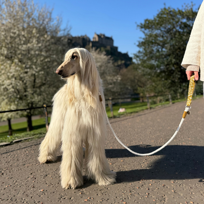 Ochre - SS25 Collection - Rope Dog Lead