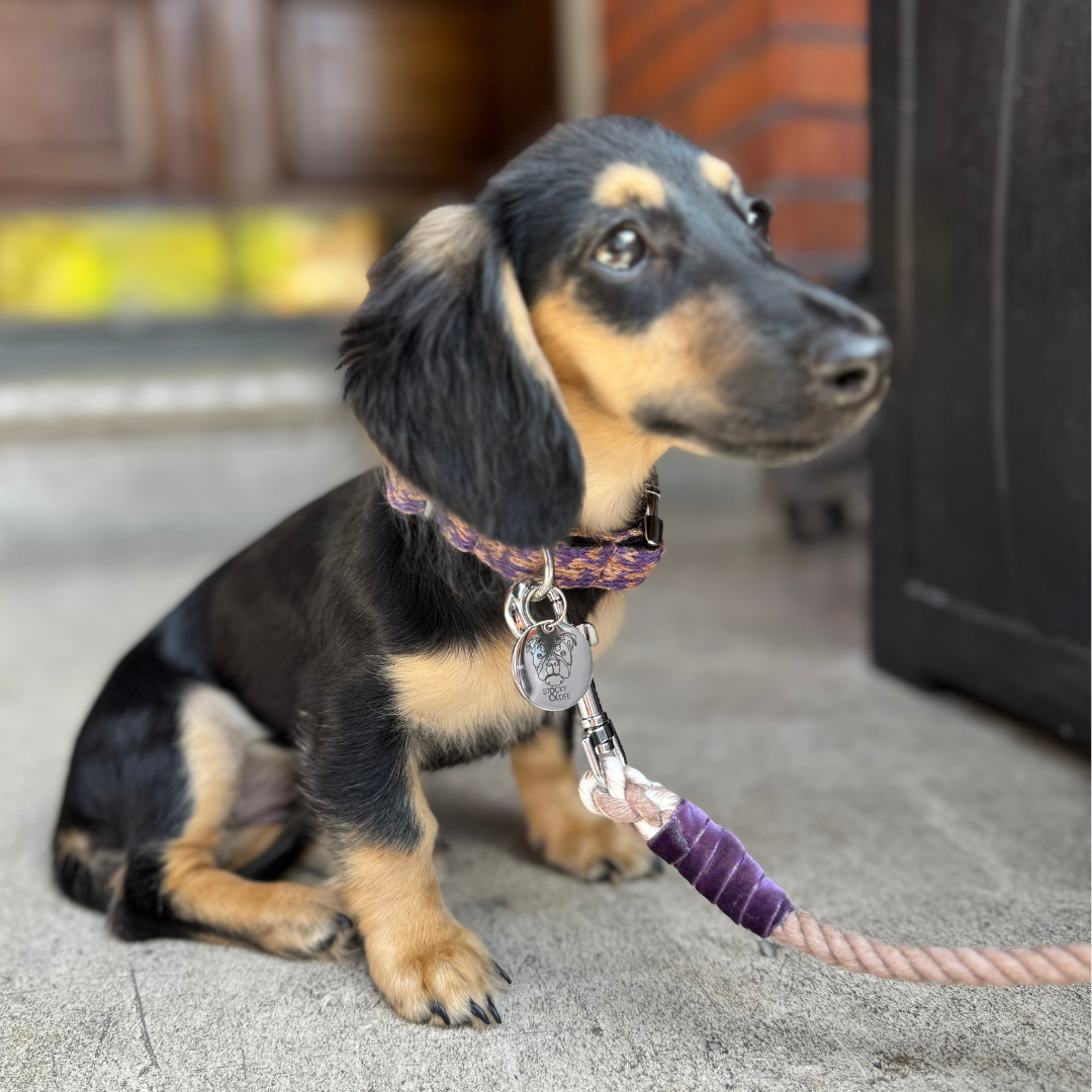 Kensington - Houndstooth '25 Collection - Puppy Pack
