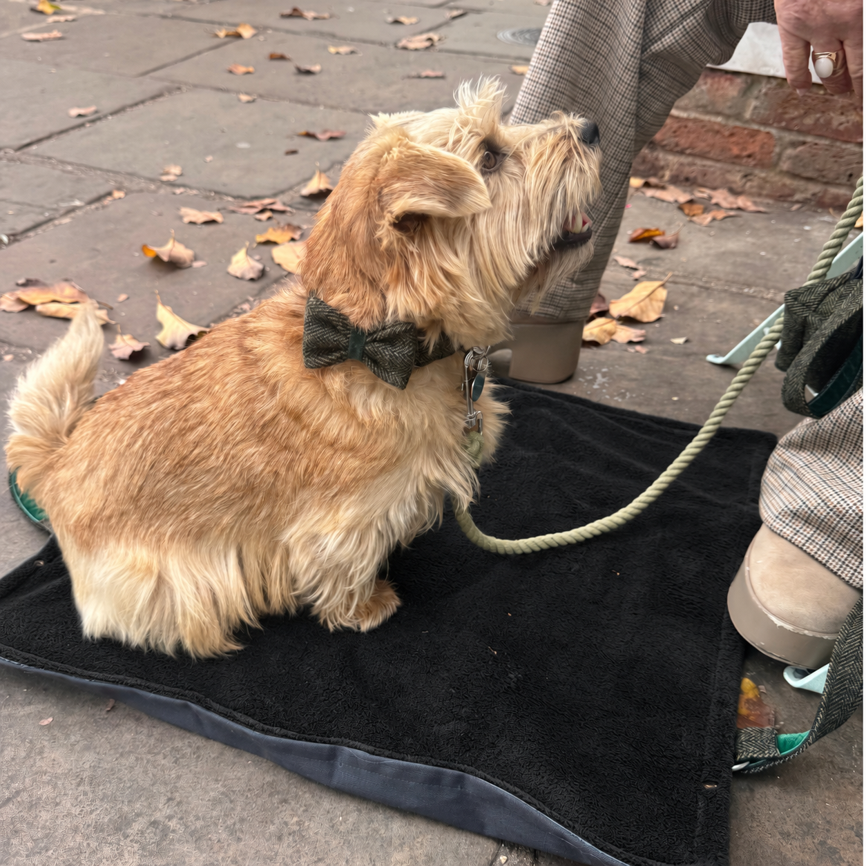The Kenmore Design - Rope Dog Lead - Glenlyon Collection