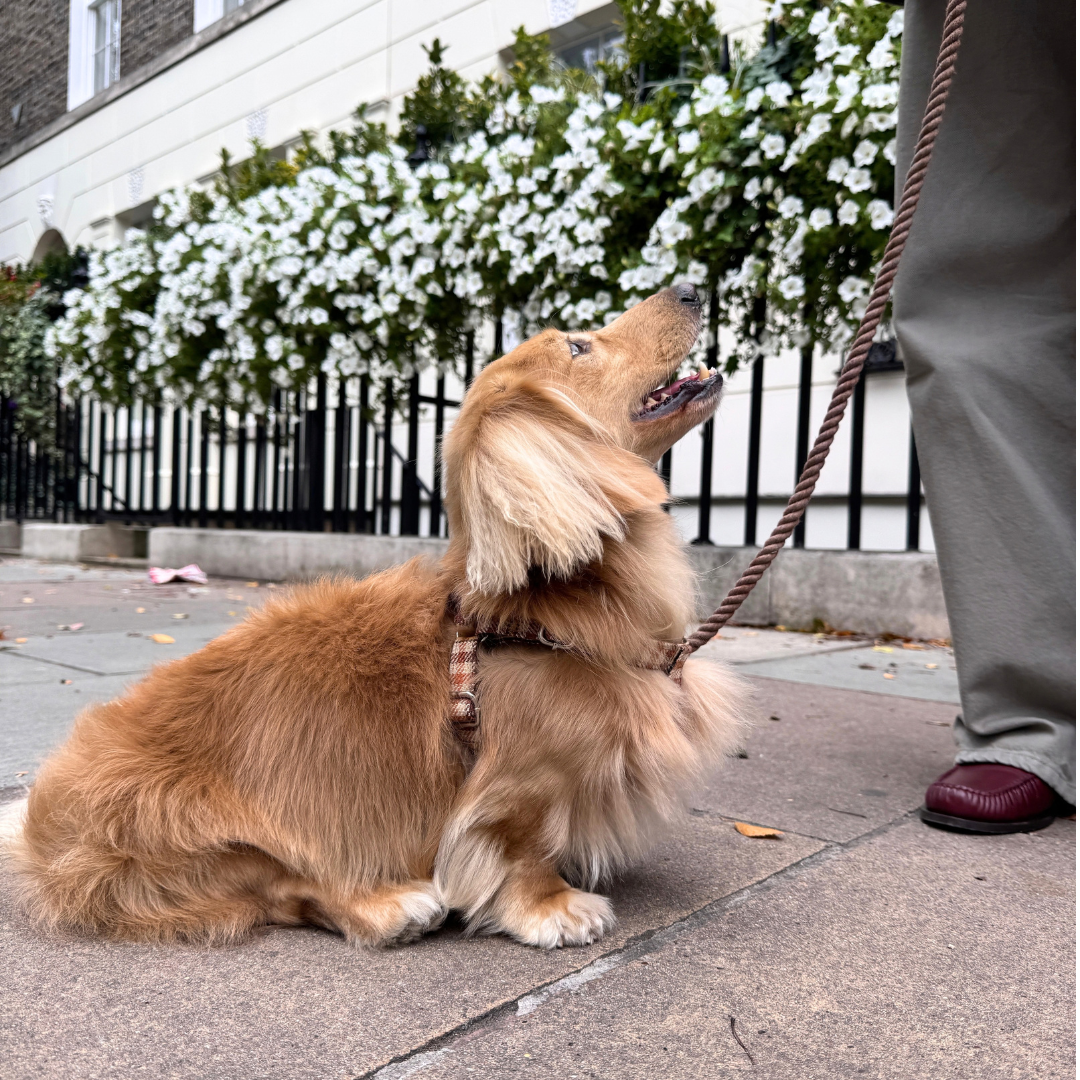 The Atholl Design - Luxury Dog Harness - Glenlyon Collection