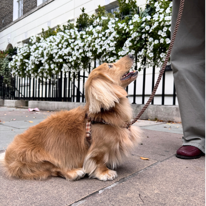 The Atholl Design - Luxury Dog Harness - Glenlyon Collection